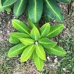 Euphorbia stygiana Hábito