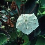 Kalmia latifolia ᱵᱟᱦᱟ