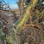 Commiphora madagascariensis Bark