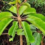 Schefflera actinophylla 葉
