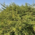 Acacia nilotica Habitus