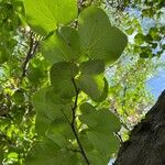 Cercis occidentalis Hostoa