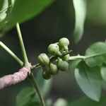 Zanthoxylum chalybeum फल