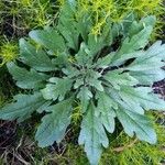 Plantago virginica Blatt