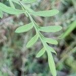 Scabiosa cinerea Листок