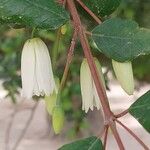 Crinodendron patagua Flor