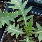 Cirsium rivulare Likasa