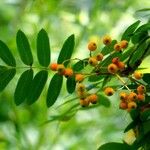 Sorbus aucupariaПлод