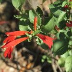 Dianthera candicans Flower