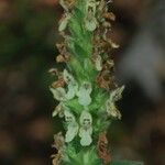 Betonica alopecuros Flower
