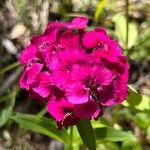 Dianthus barbatus花