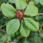 Rhododendron aureum Leaf