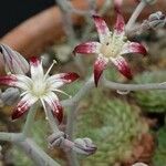 Graptopetalum filiferum