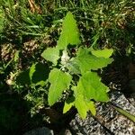 Chenopodium albumLeaf