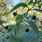 Atropa bella-donna Φρούτο