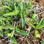 Commelina africana Leaf