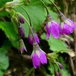 Primula matthioli Flower