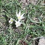 Ornithogalum exscapum Flower