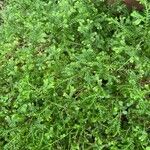 Selaginella kraussiana ശീലം