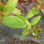 Hypericum hirsutum Leaf