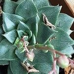 Echeveria purpusiorum Flower