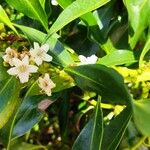 Myoporum tenuifolium花