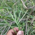 Paspalum scrobiculatum 果