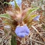 Blepharis linariifolia Flower