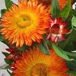 Xerochrysum bracteatum ᱵᱟᱦᱟ