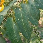 Ailanthus excelsa Leaf