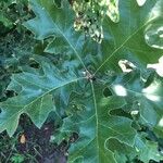 Quercus velutina 葉
