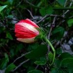 Malvaviscus penduliflorus Flower