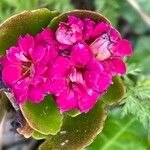 Kalanchoe blossfeldiana Blomma