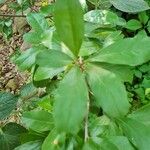 Ilex decidua Blatt