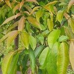 Lafoensia punicifolia Hoja