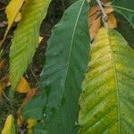 Castanea sativa Lapas