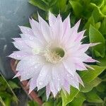 Echinopsis oxygonaЦвят