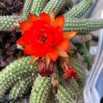 Echinopsis chamaecereus花