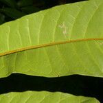 Conchocarpus nicaraguensis Bark