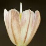 Allium pallens Froito