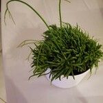 Rhipsalis baccifera叶