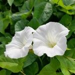 Convolvulus sepiumFloro