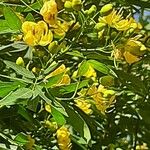 Cassia corymbosa 花
