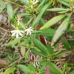 Scaevola montana Цветок