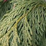 Cupressus nootkatensis Folha