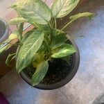 Dieffenbachia seguineLeaf