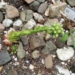 Sempervivum globiferum Hábito