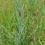 Linaria genistifolia List