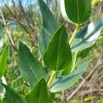 Coriaria myrtifolia Hoja