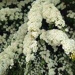 Spiraea nipponicaFlor